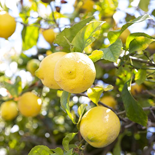 CHUXAY GARDEN Lemon Tree-10 Seeds Rare Survival Gear Food Seeds Vegetables Survival kit Heirloom Gardening Gifts