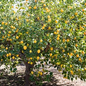 CHUXAY GARDEN Lemon Tree-10 Seeds Rare Survival Gear Food Seeds Vegetables Survival kit Heirloom Gardening Gifts