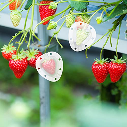 Yardwe 5pcs Garden Fruit Mould Heart Shape Fruit Growing Mould Vegetable Shaping Molds Reusable Fruit Forming Mould Tool for Strawberry Tomatoes Calabash White 4cm