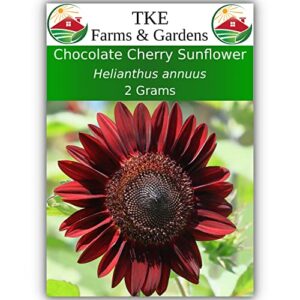 tke farms – chocolate cherry sunflower seeds for planting, 2 grams approx. 50 seeds, helianthus annuus (1)
