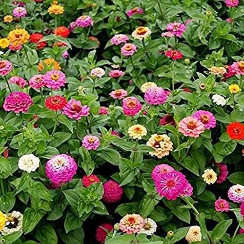 David's Garden Seeds Flower Zinnia Mixed Colors Pumila Cut & Come Again FBA-00026 (Multi) 200 Non-GMO, Heirloom Seeds