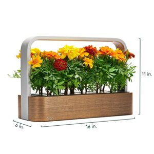 edn SmallGarden with Basil SeedPods, Indoor Grow Smart Garden Starter Kit for Fresh Home Grown Herbs, Plants and Flowers