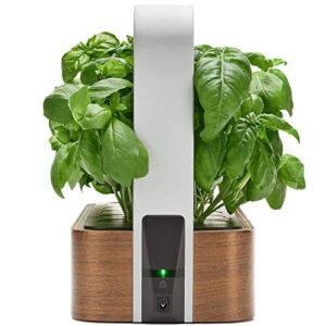 edn SmallGarden with Basil SeedPods, Indoor Grow Smart Garden Starter Kit for Fresh Home Grown Herbs, Plants and Flowers