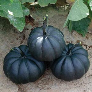 exotic black pumpkin seeds | 10 seeds packet | grow stunning black kat pumpkins