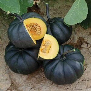 Exotic Black Pumpkin Seeds | 10 Seeds Packet | Grow Stunning Black Kat Pumpkins
