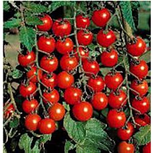 super sweet 100 tomato seeds (20+ seeds) | non gmo | vegetable fruit herb flower seeds for planting | home garden greenhouse pack