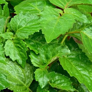 qauzuy garden 5 seeds true patchouli seeds perennial fragrant patchouly pogostemon cablin pucha pot herb shrub bush- non-gmo & untreated seeds- easy grow &maintain