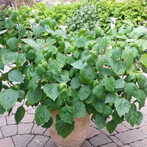 QAUZUY GARDEN 5 Seeds True Patchouli Seeds Perennial Fragrant Patchouly Pogostemon Cablin Pucha Pot Herb Shrub Bush- Non-GMO & Untreated Seeds- Easy Grow &Maintain