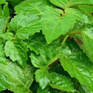 QAUZUY GARDEN 5 Seeds True Patchouli Seeds Perennial Fragrant Patchouly Pogostemon Cablin Pucha Pot Herb Shrub Bush- Non-GMO & Untreated Seeds- Easy Grow &Maintain