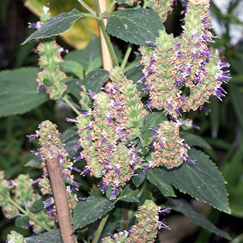 QAUZUY GARDEN 5 Seeds True Patchouli Seeds Perennial Fragrant Patchouly Pogostemon Cablin Pucha Pot Herb Shrub Bush- Non-GMO & Untreated Seeds- Easy Grow &Maintain