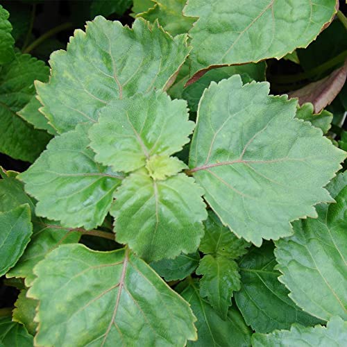 QAUZUY GARDEN 5 Seeds True Patchouli Seeds Perennial Fragrant Patchouly Pogostemon Cablin Pucha Pot Herb Shrub Bush- Non-GMO & Untreated Seeds- Easy Grow &Maintain