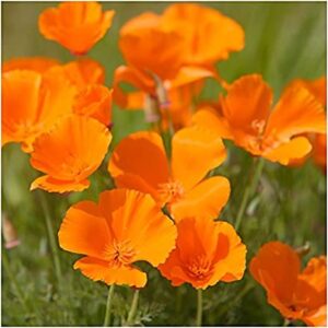 rattlefree california poppy seeds for planting outdoors | 500 seeds per annual wildflower planting packet | non-gmo | fresh flower seeds to plant in your home garden | orange color flowers