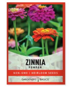zinnia seeds for planting outdoors (pompon) flower seed packet annual flower heirloom, non-gmo variety- 800mg seeds great for summer seeds for flower gardens by gardeners basics