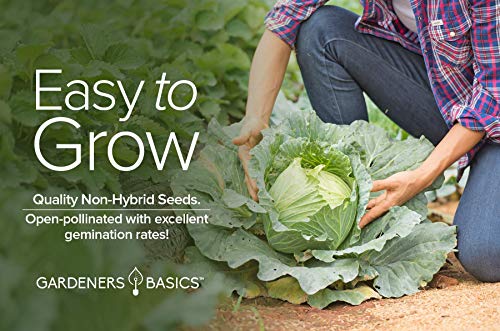 Cabbage Seeds for Planting - Golden Acre Green Heirloom, Non-GMO Vegetable Variety- 1 Gram Approx 225 Seeds Great for Summer, Spring, Fall, and Winter Gardens by Gardeners Basics