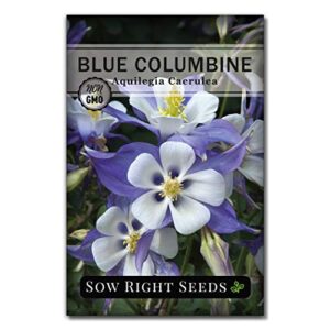 sow right seeds – blue columbine flower seeds for planting, beautiful flowers to plant in your garden; non-gmo heirloom seeds; wonderful gardening gifts (1)