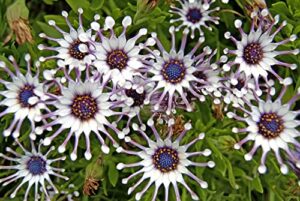 rare 100 pcs seeds purple daisy seeds flower garden plant