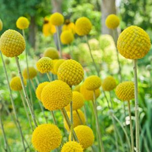 outsidepride craspedia globosa billy button or drumstick garden flower seeds – 1000 seeds
