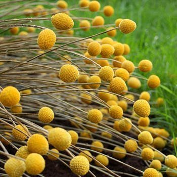 Outsidepride Craspedia Globosa Billy Button or Drumstick Garden Flower Seeds - 1000 Seeds