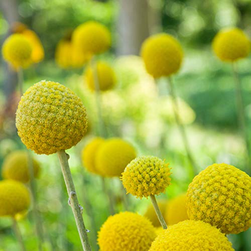 Outsidepride Craspedia Globosa Billy Button or Drumstick Garden Flower Seeds - 1000 Seeds