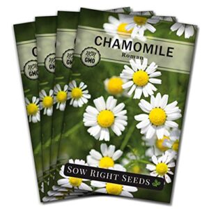 sow right seeds – roman chamomile seeds for planting – non-gmo heirloom seeds; instructions to plant and grow an herbal tea garden, indoors or outdoor; great gardening gift. (4)