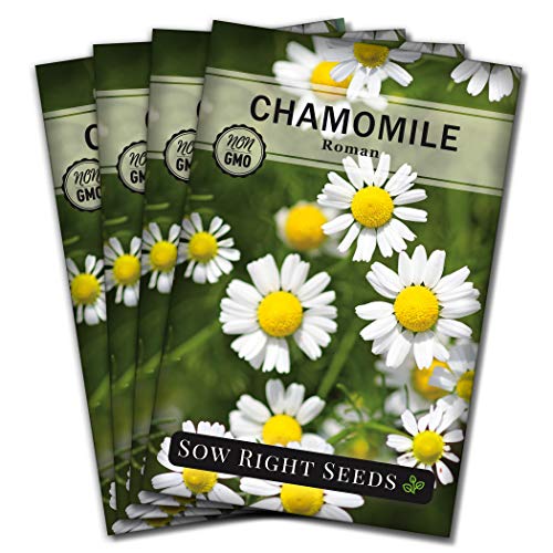 Sow Right Seeds - Roman Chamomile Seeds for Planting - Non-GMO Heirloom Seeds; Instructions to Plant and Grow an Herbal Tea Garden, Indoors or Outdoor; Great Gardening Gift. (4)