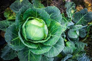brunswick cabbage seeds for planting, 300+ heirloom seeds per packet, (isla’s garden seeds), non gmo seeds, botanical name: brassica oleracea, great home garden gift
