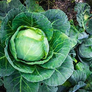 Brunswick Cabbage Seeds for Planting, 300+ Heirloom Seeds Per Packet, (Isla's Garden Seeds), Non GMO Seeds, Botanical Name: Brassica oleracea, Great Home Garden Gift