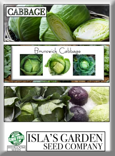 Brunswick Cabbage Seeds for Planting, 300+ Heirloom Seeds Per Packet, (Isla's Garden Seeds), Non GMO Seeds, Botanical Name: Brassica oleracea, Great Home Garden Gift