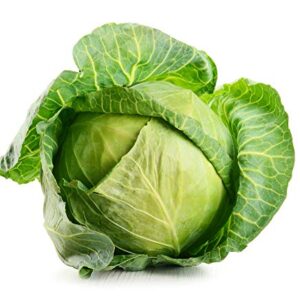 Brunswick Cabbage Seeds for Planting, 300+ Heirloom Seeds Per Packet, (Isla's Garden Seeds), Non GMO Seeds, Botanical Name: Brassica oleracea, Great Home Garden Gift