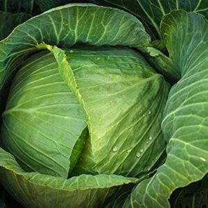 Brunswick Cabbage Seeds for Planting, 300+ Heirloom Seeds Per Packet, (Isla's Garden Seeds), Non GMO Seeds, Botanical Name: Brassica oleracea, Great Home Garden Gift