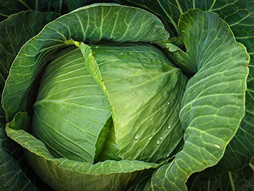 Brunswick Cabbage Seeds for Planting, 300+ Heirloom Seeds Per Packet, (Isla's Garden Seeds), Non GMO Seeds, Botanical Name: Brassica oleracea, Great Home Garden Gift