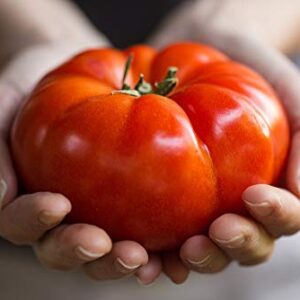 "The Delicious Giant" Beefsteak Tomato Seeds for Planting, 50+ Heirloom Seeds Per Packet, Non GMO Seeds, Botanical Name: Solanum lycopersicum, Can Grow to 1 Pound! Great Gift