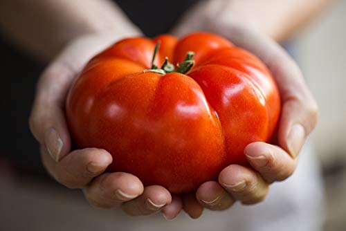 "The Delicious Giant" Beefsteak Tomato Seeds for Planting, 50+ Heirloom Seeds Per Packet, Non GMO Seeds, Botanical Name: Solanum lycopersicum, Can Grow to 1 Pound! Great Gift