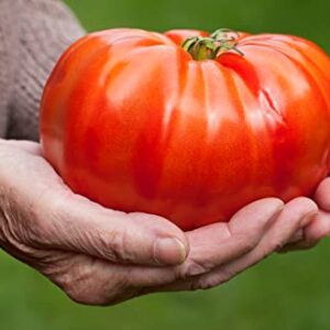 "The Delicious Giant" Beefsteak Tomato Seeds for Planting, 50+ Heirloom Seeds Per Packet, Non GMO Seeds, Botanical Name: Solanum lycopersicum, Can Grow to 1 Pound! Great Gift