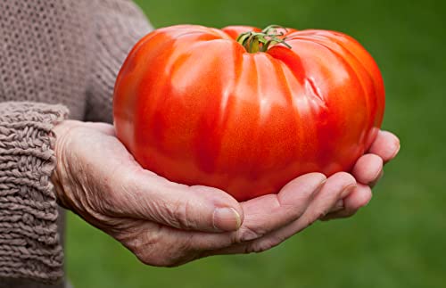 "The Delicious Giant" Beefsteak Tomato Seeds for Planting, 50+ Heirloom Seeds Per Packet, Non GMO Seeds, Botanical Name: Solanum lycopersicum, Can Grow to 1 Pound! Great Gift