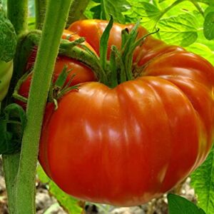 "The Delicious Giant" Beefsteak Tomato Seeds for Planting, 50+ Heirloom Seeds Per Packet, Non GMO Seeds, Botanical Name: Solanum lycopersicum, Can Grow to 1 Pound! Great Gift