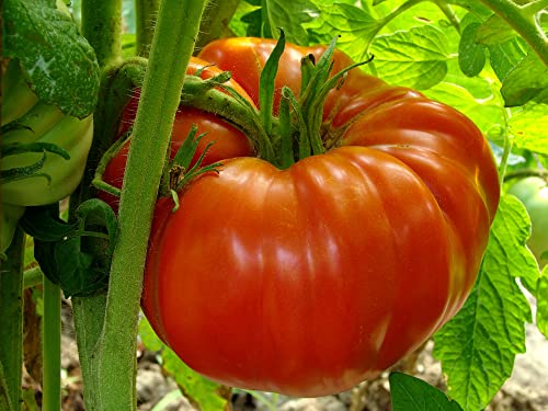 "The Delicious Giant" Beefsteak Tomato Seeds for Planting, 50+ Heirloom Seeds Per Packet, Non GMO Seeds, Botanical Name: Solanum lycopersicum, Can Grow to 1 Pound! Great Gift