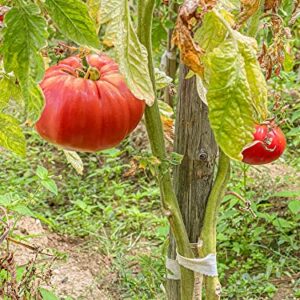 "The Delicious Giant" Beefsteak Tomato Seeds for Planting, 50+ Heirloom Seeds Per Packet, Non GMO Seeds, Botanical Name: Solanum lycopersicum, Can Grow to 1 Pound! Great Gift