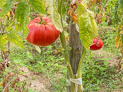 "The Delicious Giant" Beefsteak Tomato Seeds for Planting, 50+ Heirloom Seeds Per Packet, Non GMO Seeds, Botanical Name: Solanum lycopersicum, Can Grow to 1 Pound! Great Gift