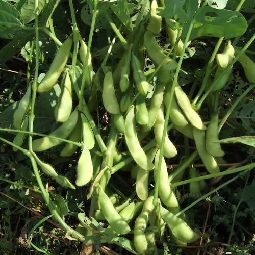 CHUXAY GARDEN Midori Giant Edamame Seed,Soybean 50 Seeds Green Healthy Vegetable Non-GMO Organic Vegetable Seeds Great for Cooking