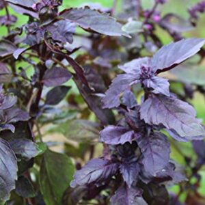 Sow Right Seeds - Opal Basil Seed for Planting - 500 Non-GMO Heirloom Seeds - Full Instructions for Easy Planting and Growing a Kitchen Herb Garden, Indoors or Outdoor; Great Gardening Gift (1)