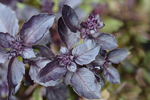 Sow Right Seeds - Opal Basil Seed for Planting - 500 Non-GMO Heirloom Seeds - Full Instructions for Easy Planting and Growing a Kitchen Herb Garden, Indoors or Outdoor; Great Gardening Gift (1)