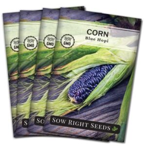 sow right seeds – blue hopi corn seed for planting – non-gmo heirloom packet with instructions to plant and grow an outdoor home vegetable garden – great for blue corn flour – great gift (4)