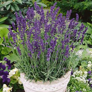 david’s garden seeds herb lavender vera 1199 (purple) 200 non-gmo, heirloom seeds