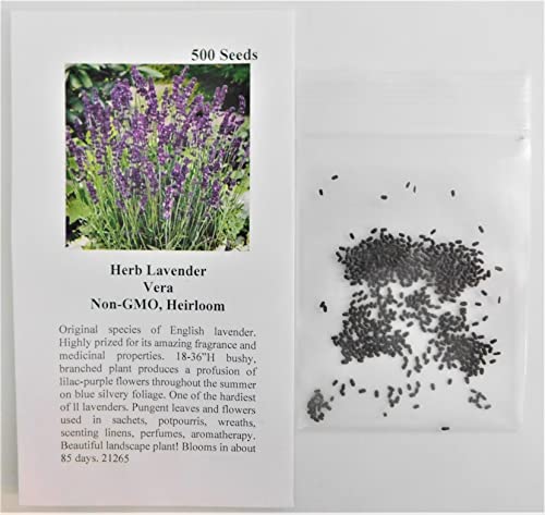 David's Garden Seeds Herb Lavender Vera 1199 (Purple) 200 Non-GMO, Heirloom Seeds