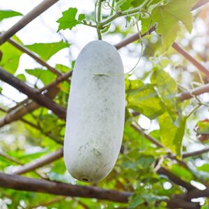 gourd seeds – oblong – 2 g packet ~30 seeds – non-gmo, heirloom – vegetable garden