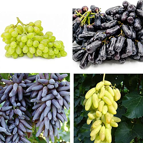 QAUZUY GARDEN 50 Witch Finger Grape Seeds Tear Drop Grapes, Sweet Sapphire Grapes - Premium Non-GMO Seeds - High Yield & Sweet & Tasty - Easy to Grow