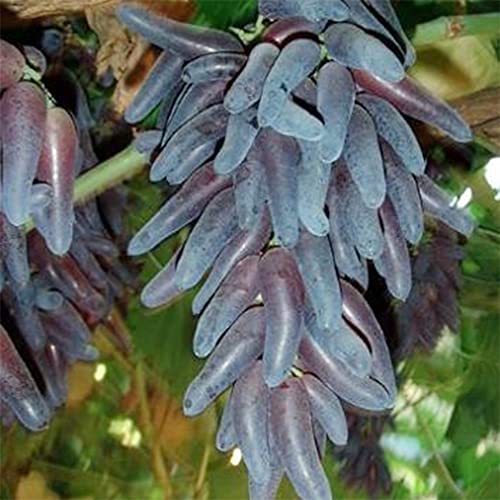 QAUZUY GARDEN 50 Witch Finger Grape Seeds Tear Drop Grapes, Sweet Sapphire Grapes - Premium Non-GMO Seeds - High Yield & Sweet & Tasty - Easy to Grow