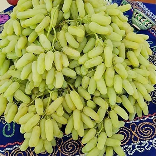 QAUZUY GARDEN 50 Witch Finger Grape Seeds Tear Drop Grapes, Sweet Sapphire Grapes - Premium Non-GMO Seeds - High Yield & Sweet & Tasty - Easy to Grow