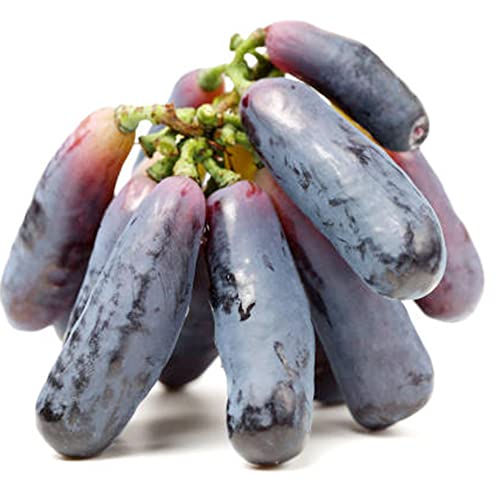 QAUZUY GARDEN 50 Witch Finger Grape Seeds Tear Drop Grapes, Sweet Sapphire Grapes - Premium Non-GMO Seeds - High Yield & Sweet & Tasty - Easy to Grow